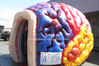 Brain Model Organs Exhibition Giant méga gonflable grand Brain Tent humain