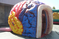 Brain Model Organs Exhibition Giant méga gonflable grand Brain Tent humain