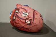 Affichage médical géant gonflable d'activités de Brain Heart Lungs For Teaching d'organes humains